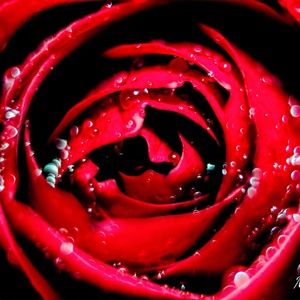 TO NEW POSHMARK USERS & BUYERS! THIS IS A "NO DRAMA" CLOSET!🌹